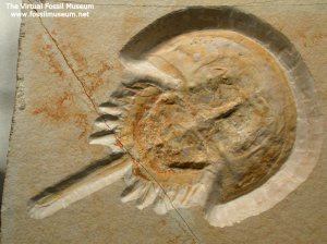 Já viu algo parecido por aqui? sim! Esta imagem representa a fossilização do bicho estranho, que aparece alguns posts abaixo.